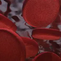 How much blood is in your body?