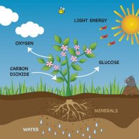 Why is photosynthesis important?