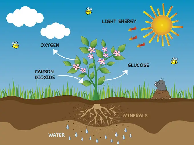 relationship-between-photosynthesis-and-cellular-respiration