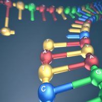 Why is DNA replication important?