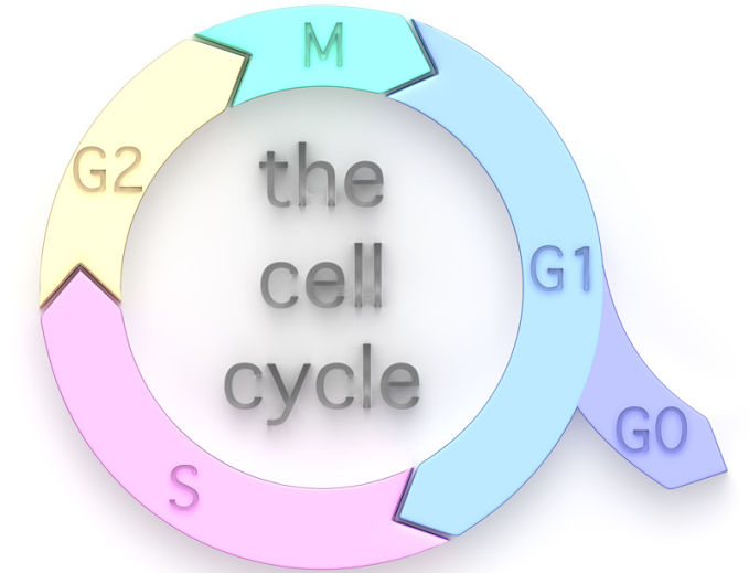 Answering the question, what is the longest phase of the cell cycle?