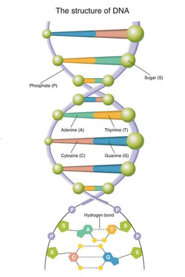 d in dna stands for