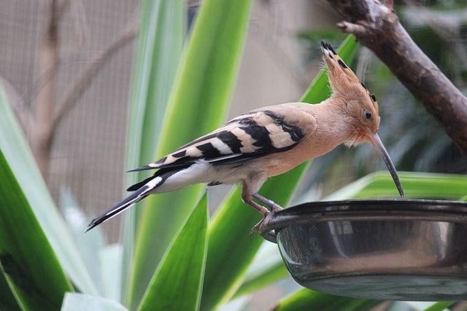 Animals that start with u - the upapa bird