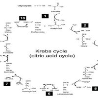 Where does the Krebs cycle occur?