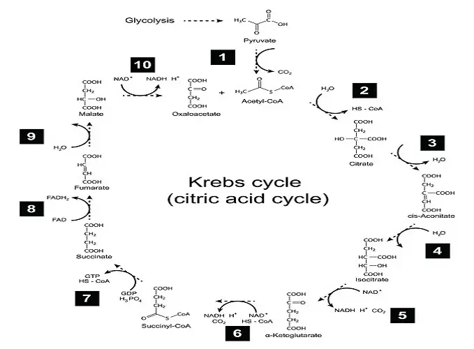 Answering the question, where does the Krebs cycle take place?