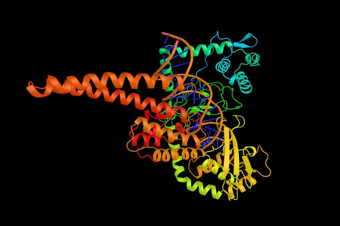 Answering the question, what are enzymes?