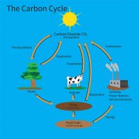 Why is the carbon cycle important?