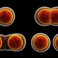 What is meiosis?