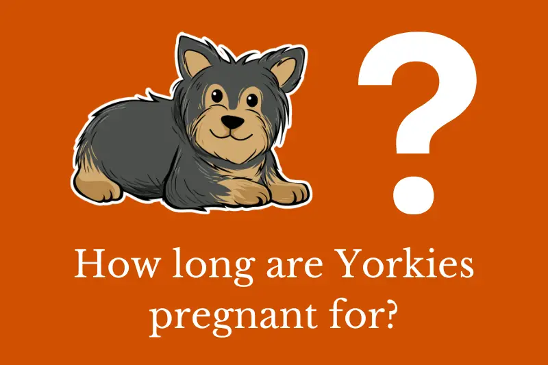 Answering the question how long are Yorkies pregnant?