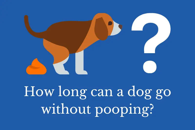 Answering the question: How long can a dog go without pooping?