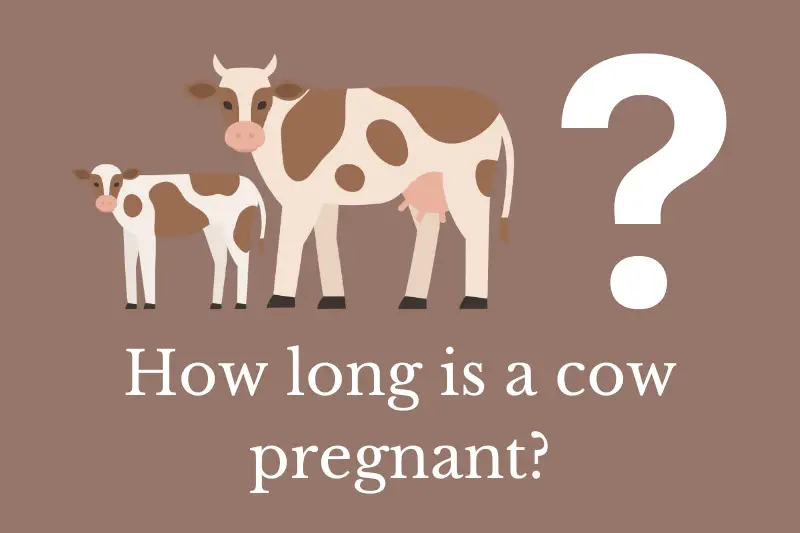 Answering the question: How long is a cow pregnant?