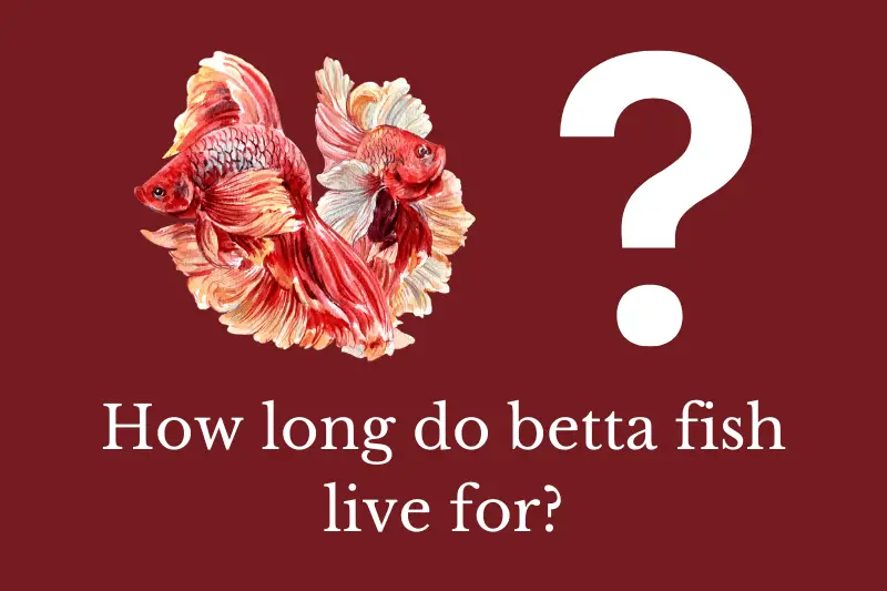 Answering the question: how long do betta fish live?