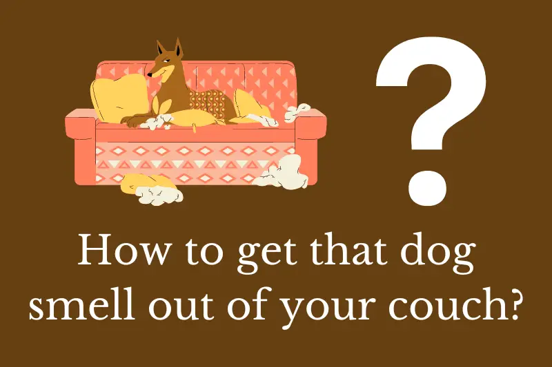 Answering the question: How to get dog smell out of couch