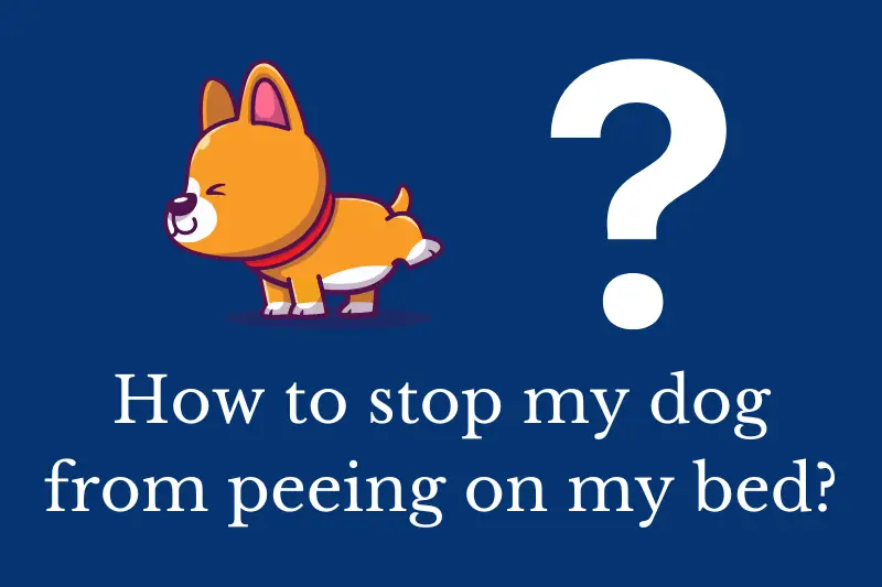 Answering the question: How to stop my dog from peeing on my bed?