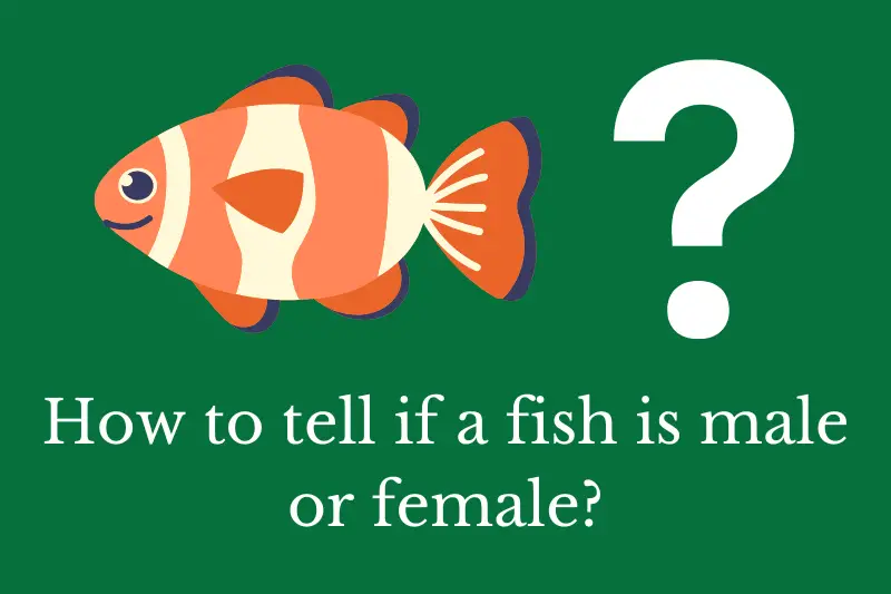 Answering the question: How to tell if a fish is male or female?