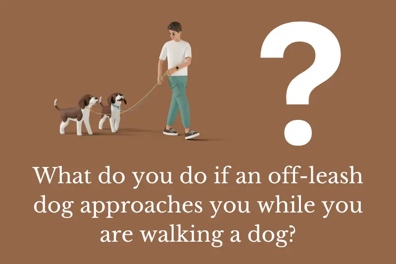 Answering the question: What do you do if an off-leash dog approaches you while you are walking a dog?