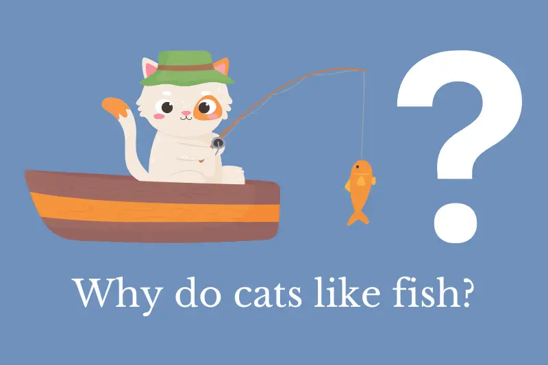 Answering the question: Why do cats like fish?