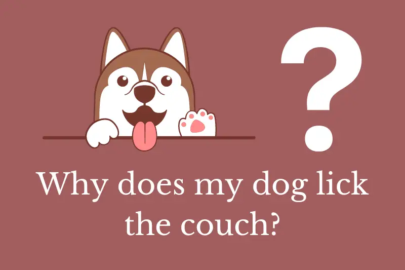 Answering the question: Why does my dog lick the couch?
