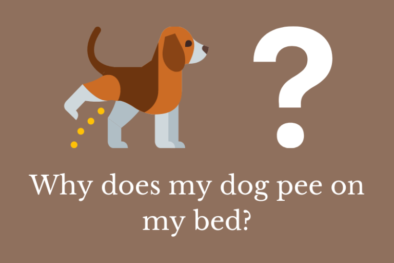Why does my dog pee on my bed? Quick Answer