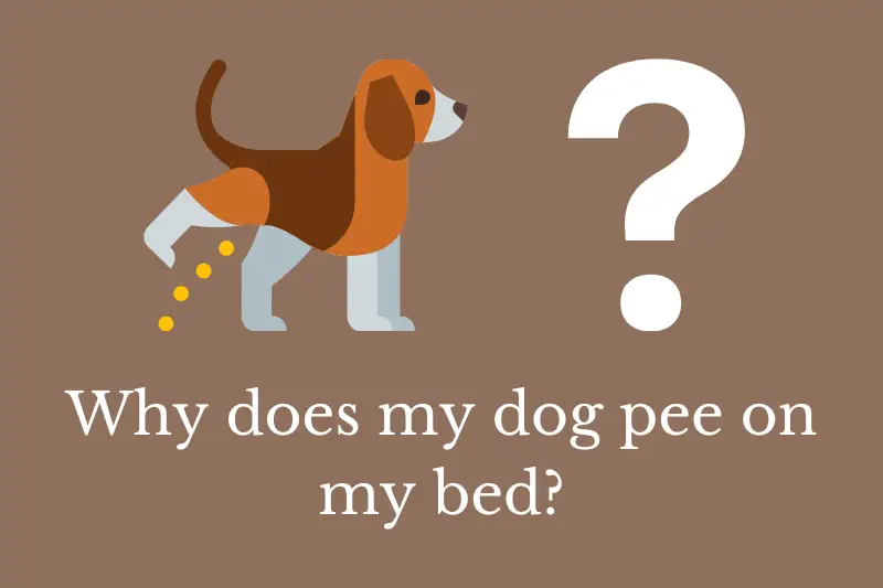 Answering the question: Why does my dog pee on my bed?