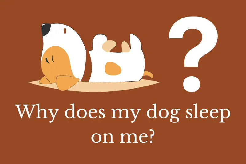 Answering the question: Why does my dog sleep on me?