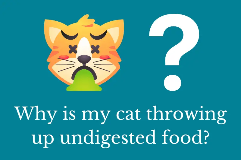 Answering the question: Why is my cat throwing up undigested food?