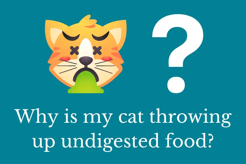 Why is my cat throwing up undigested food? Quick Answer