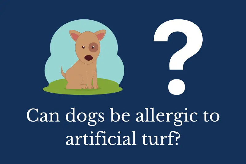 Answering the question: Can dogs be allergic to artificial turf?
