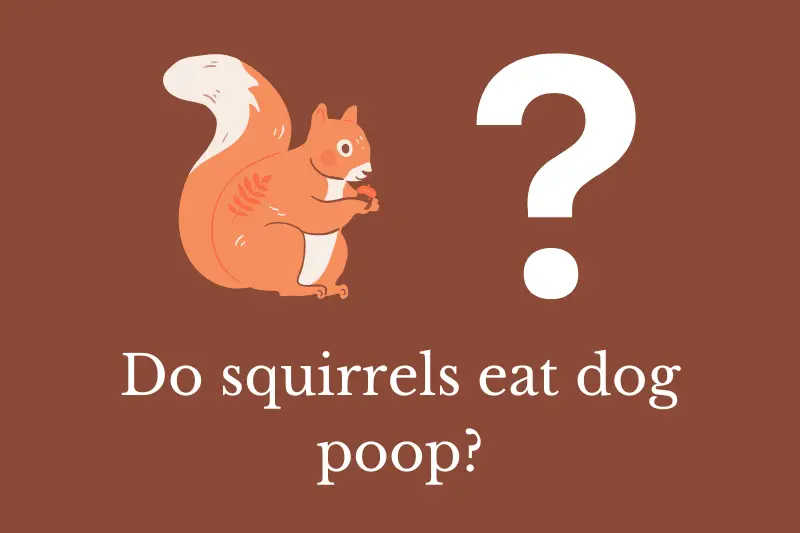 Answering the question: Do squirrels eat dog poop?