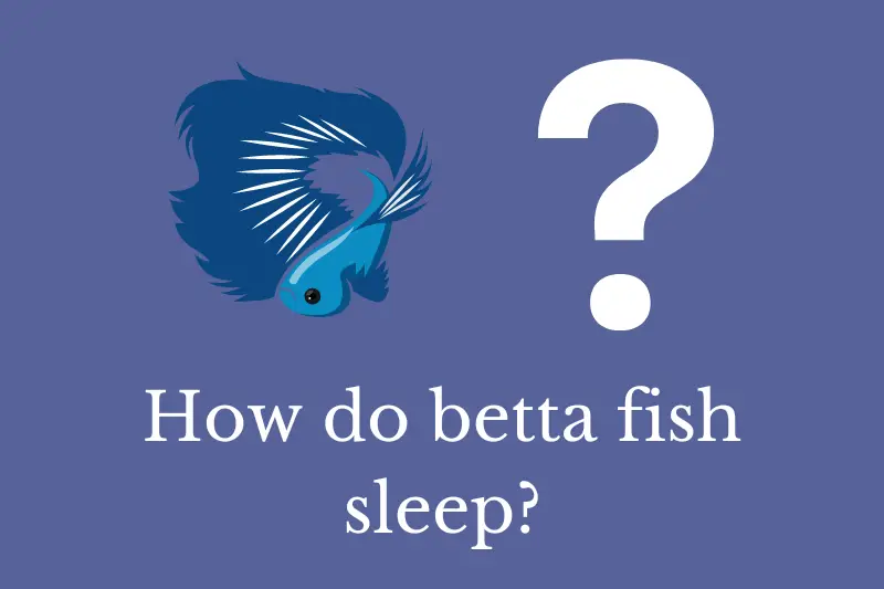 Answering the question: How do betta fish sleep?