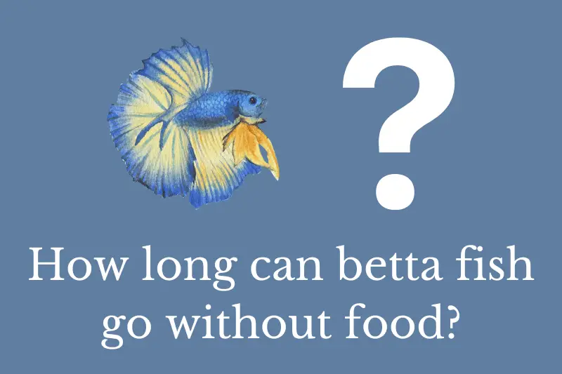 Answering the question: How long can betta fish go without food?
