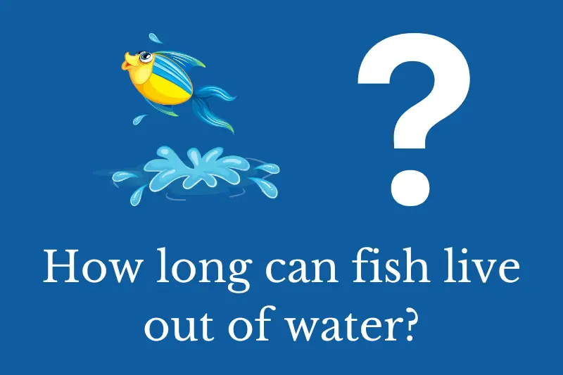Answering the question: How long can fish live out of water?