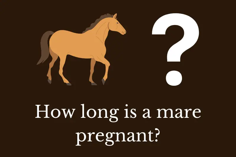 Answering the question: How long is a mare pregnant?