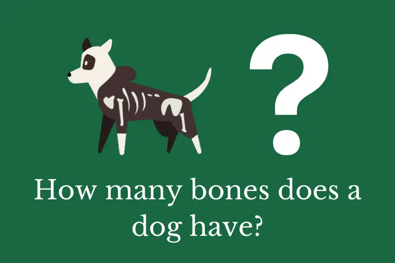 Answering the question: How many bones does a dog have?