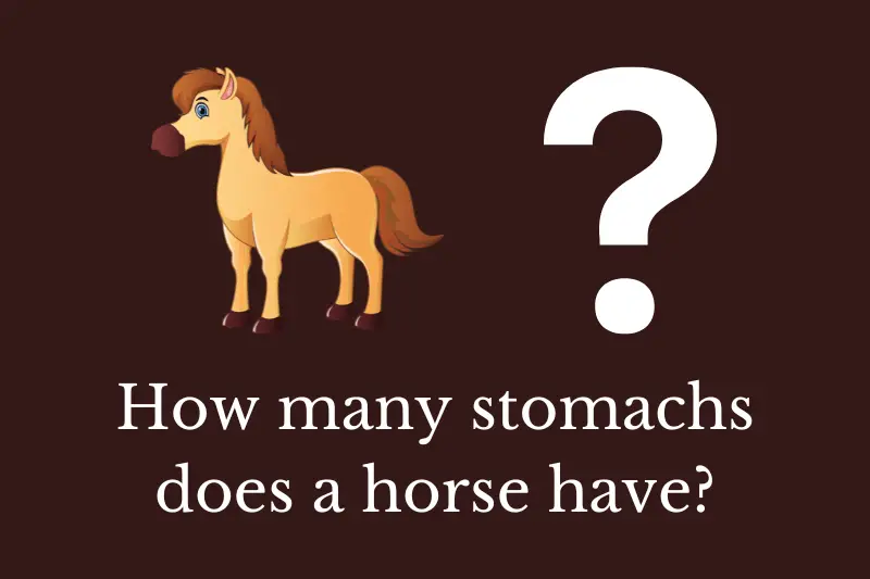 Answering the question: How many stomachs does a horse have?