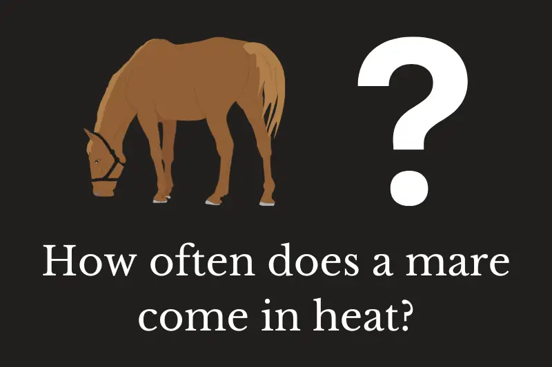 Answering the question: How often does a mare come in heat?