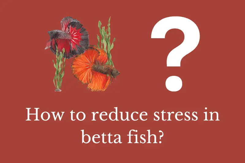 Answering the question: How to reduce stress in betta fish?