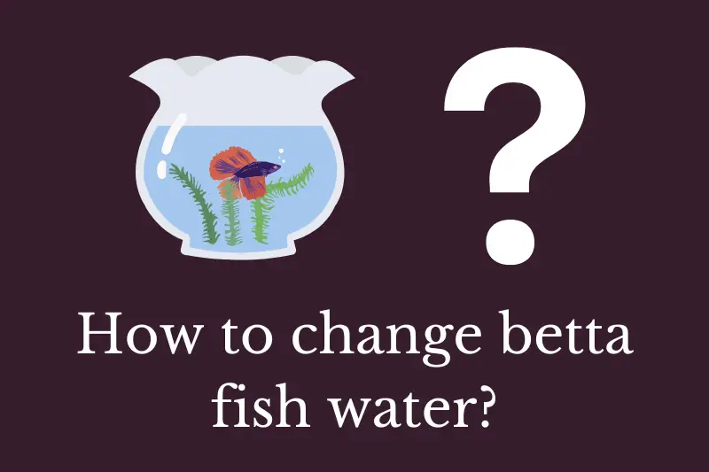 Answering the question: How to change betta fish water?