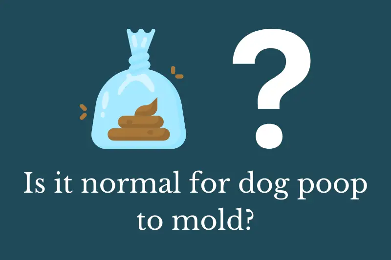Answering the question: Is it normal for dog poop to mold?