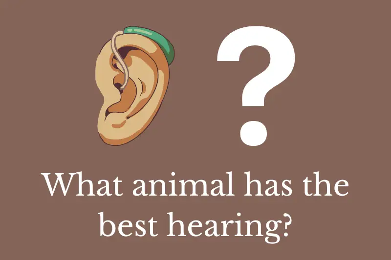 Answering the question: Lots of animals have better hearing than humans but what animal has the best hearing?