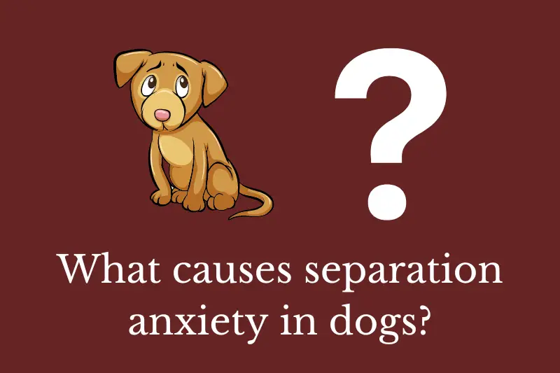 Answering the question: What causes separation anxiety in dogs?
