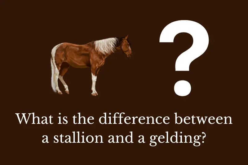 Answering the question: What is the difference between a stallion and a gelding?