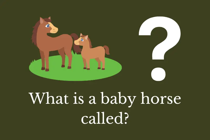 Answering the question: What is a baby horse called?