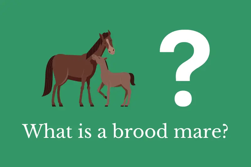 Answering the question: What is a brood mare?