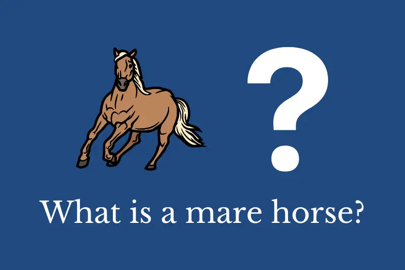 Answering the question: What is a mare horse?