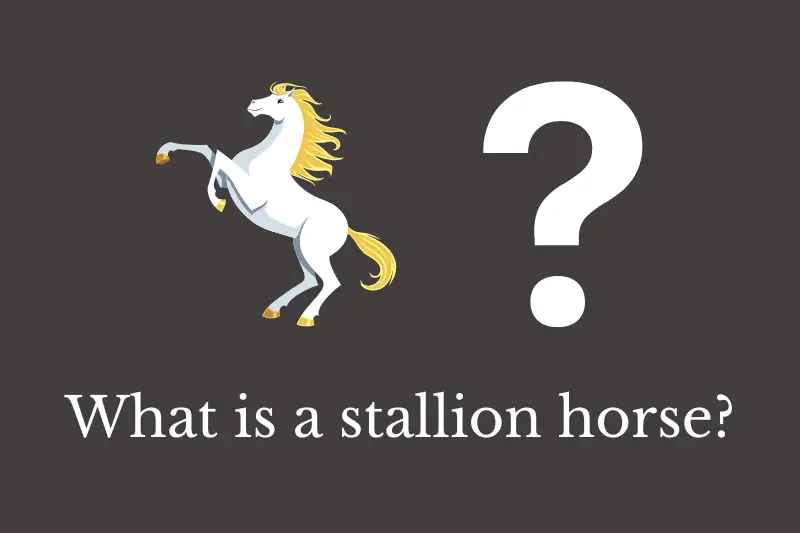 Answering the question: What is a stallion horse?