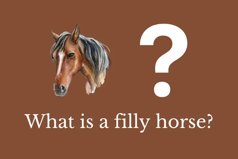 Answering the question: What is a filly horse?