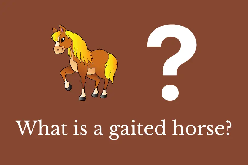 Answering the question: What is a gaited horse?