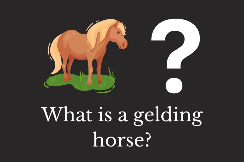 Answering the question: What is a gelding horse?
