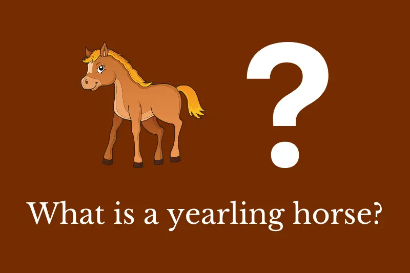 Answering the question: What is a yearling horse?